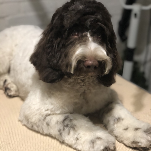 Windle Woofs | Dog Grooming | Photos | Gallery |