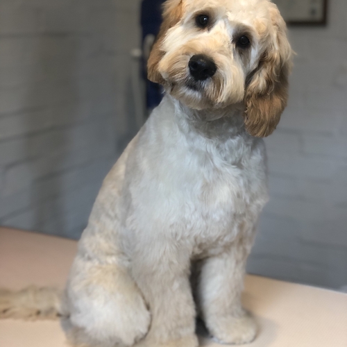 Windle Woofs | Dog Grooming | Photos | Gallery |