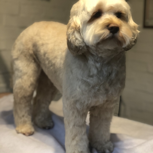 Windle Woofs | Dog Grooming | Photos | Gallery |