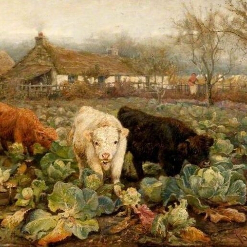 Calves in the Cabbage Patch