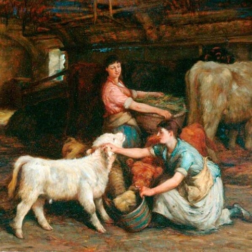 Feeding the Calves
