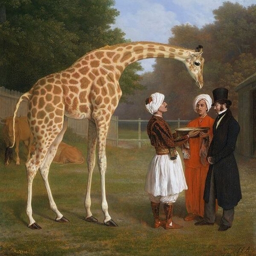 The Nubian Giraffe