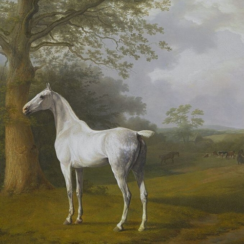 White Horse in Pasture