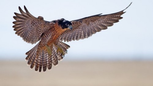 2021: Is it the dawn of a new era or a return to the pre-Covid ways of working?