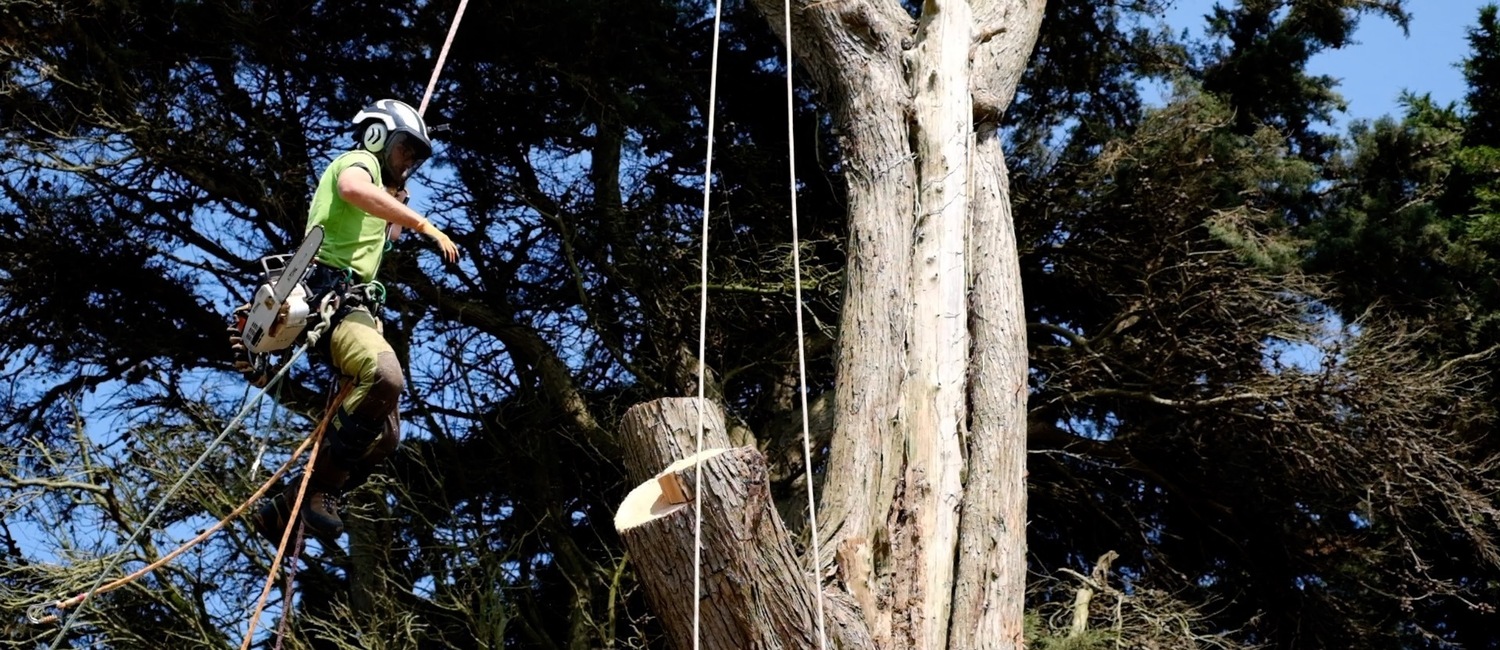 Tree Surgeon Isle of Wight