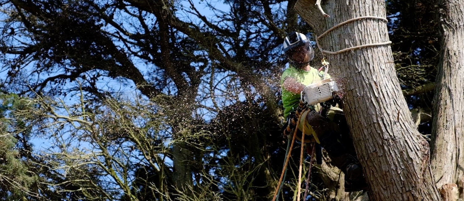 Tree Surgeon Isle of Wight