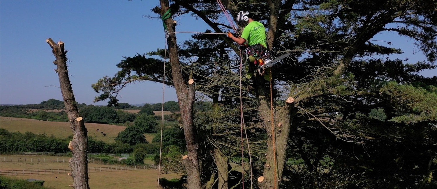 Tree Surgeon Isle of Wight
