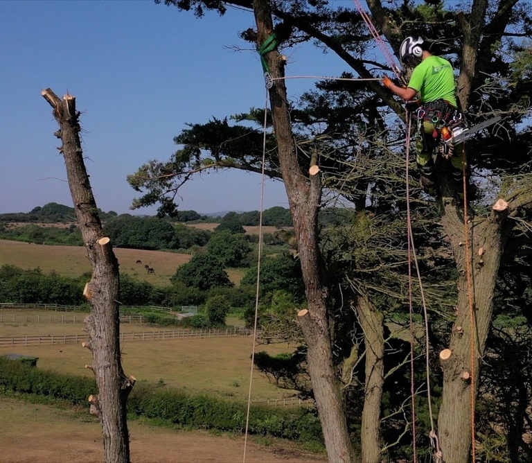 Tree Surgeon Isle of Wight