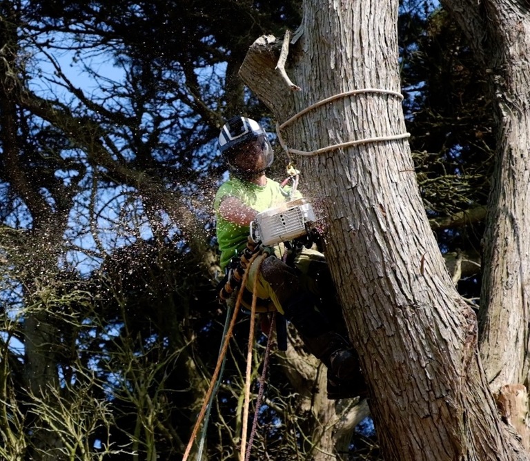 Tree Surgeon Isle of Wight