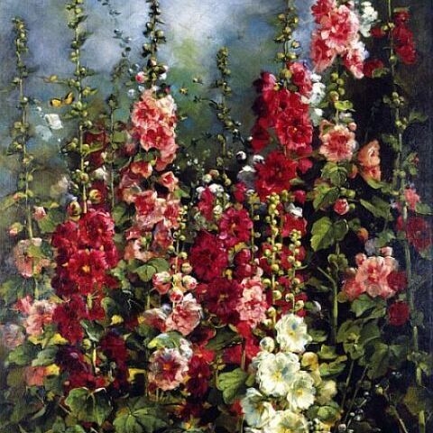 Hollyhocks