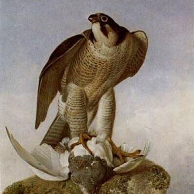 Falcon with a Ptarmigan