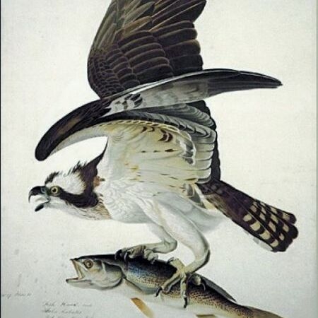 Fish Hawk, or Osprey