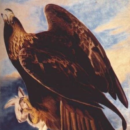 Golden Eagle