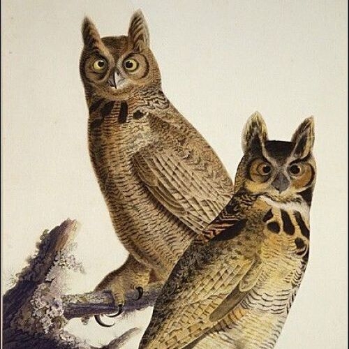 Great Horned Owl