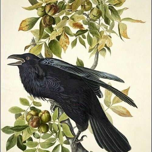 Raven