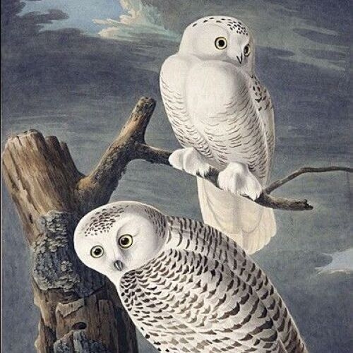 Snowy Owl