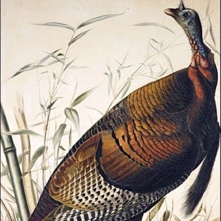 Wild Turkey
