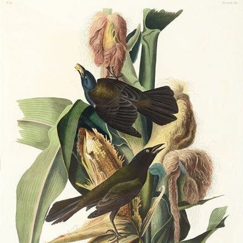 Purple Grackle, or Common Crow Blackbird