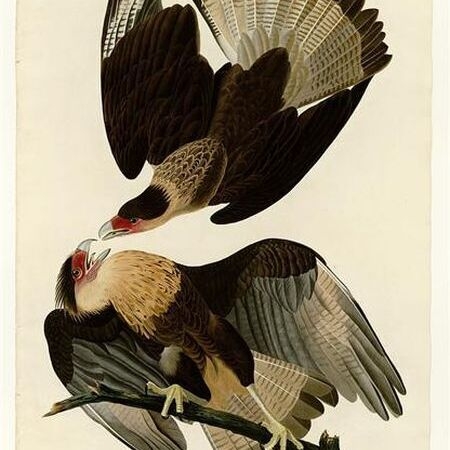 Brasilian Caracara Eagle