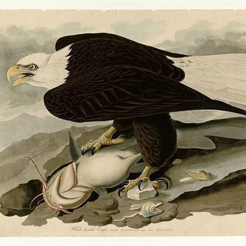 White Headed Eagle