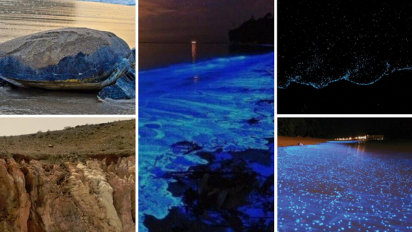 17 march 2021, shine on you crazy plankton