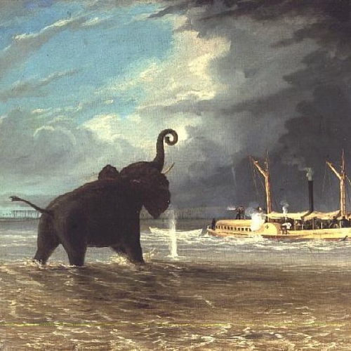 The Ma Roberts and an Elephant in the Shallows, Lower Zambezi