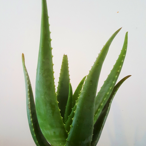 Aloe Vera Barbadensis