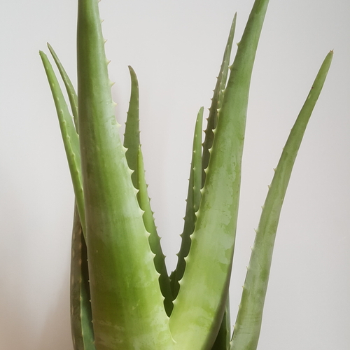 Aloe Vera Barbadensis