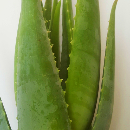 Aloe Vera Barbadensis