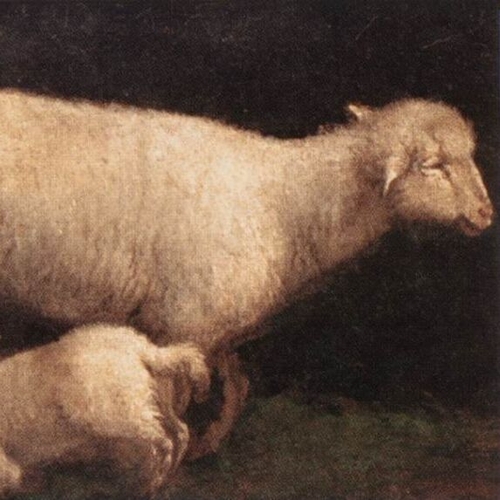 Sheep and Lamb