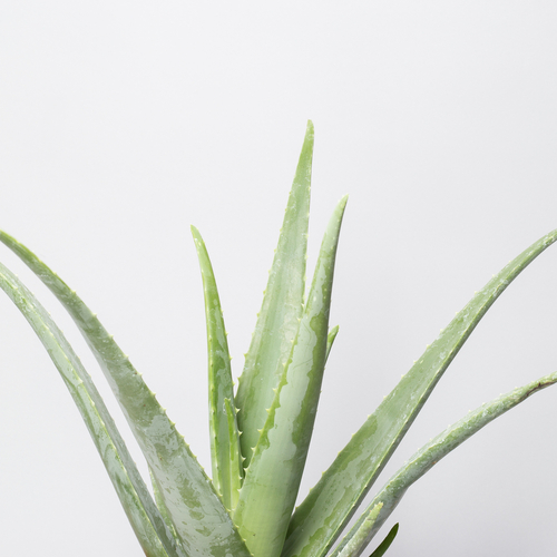 Aloe Vera Barbadensis