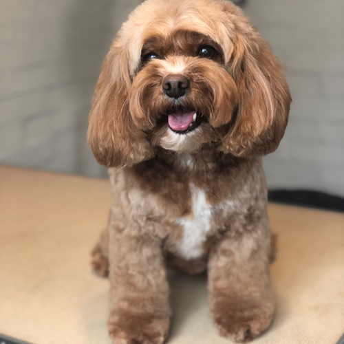 Windle Woofs | Dog Grooming | Photos | Gallery |