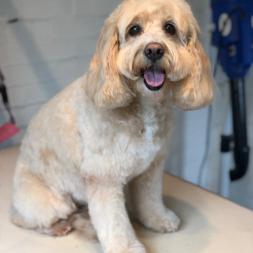 Windle Woofs | Dog Grooming | Photos | Gallery |