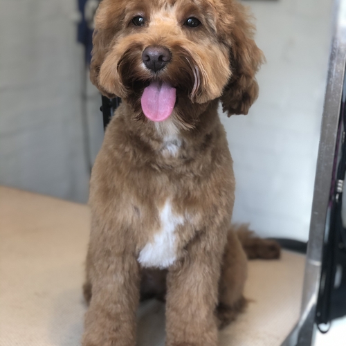 Windle Woofs | Dog Grooming | Photos | Gallery |