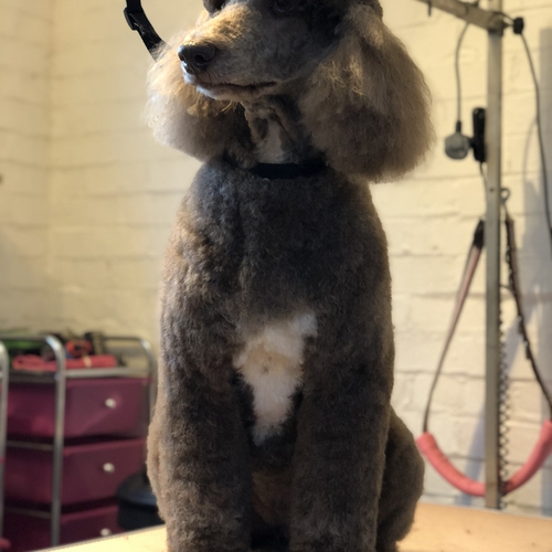 Windle Woofs | Dog Grooming | Photos | Gallery |