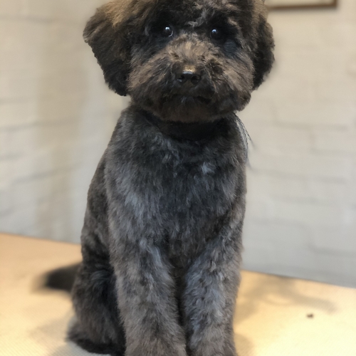 Windle Woofs | Dog Grooming | Photos | Gallery |