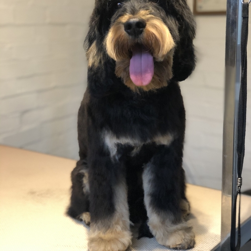 Windle Woofs | Dog Grooming | Photos | Gallery |