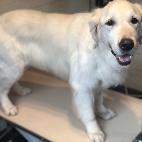 Windle Woofs | Dog Grooming | Photos | Gallery |