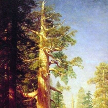 The Great Trees, Mariposa Grove, California