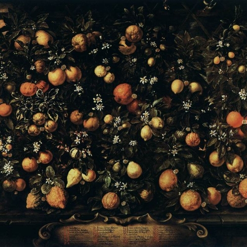 Oranges, Limes, Lemons and Citrus Lumia