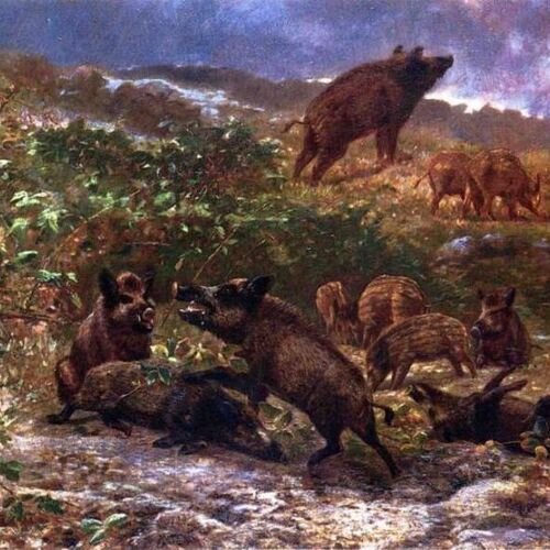 A Family of Wild Boar