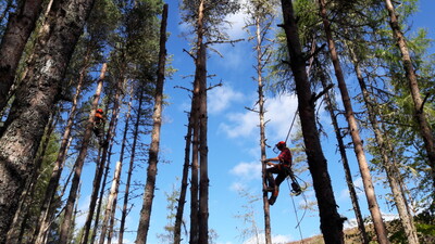 Arboriculture