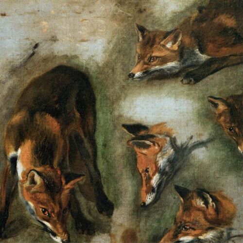 Studies of a Fox