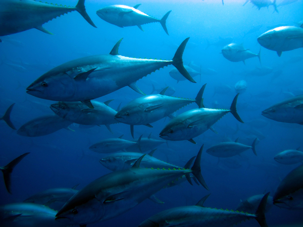 Diary of a Tuna Fish June 2021