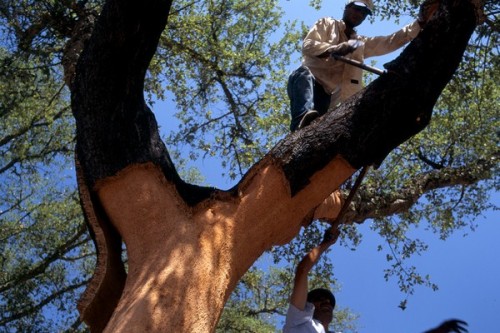 A brief history of cork closures