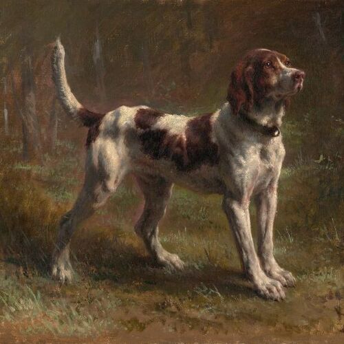 A Limier Briquet Hound