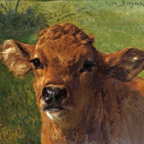 Head of a Calf