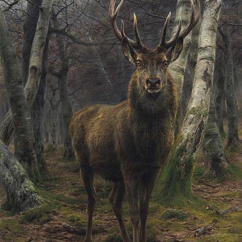 The King of the Forest