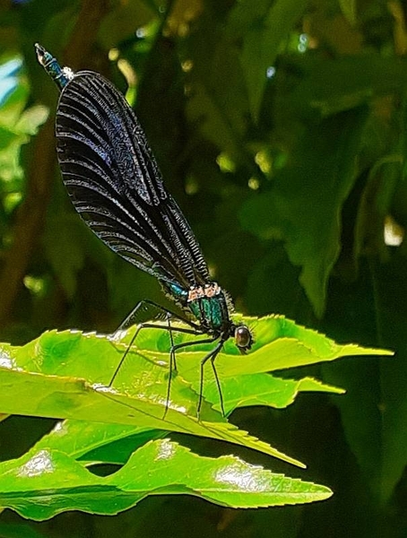 *DIG THIS JULY 2021*