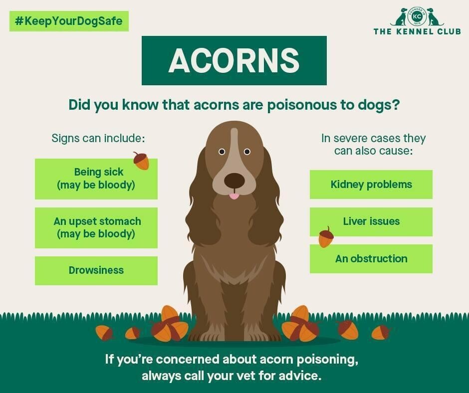 Acorns Are Dangerous